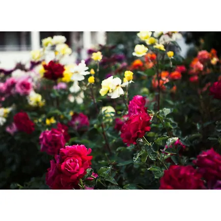 Golden Dune Slantschew brjag