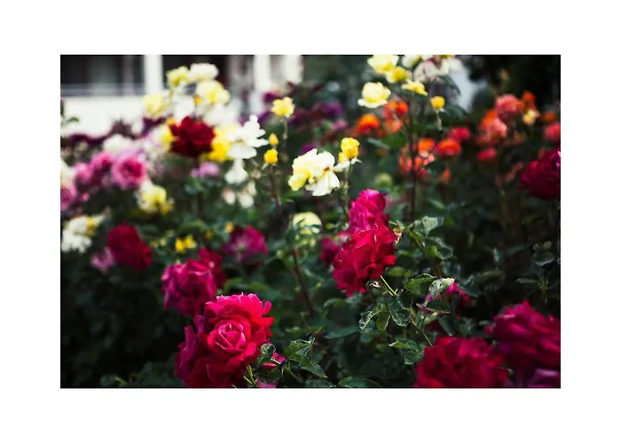 Golden Dune Słoneczny Brzeg